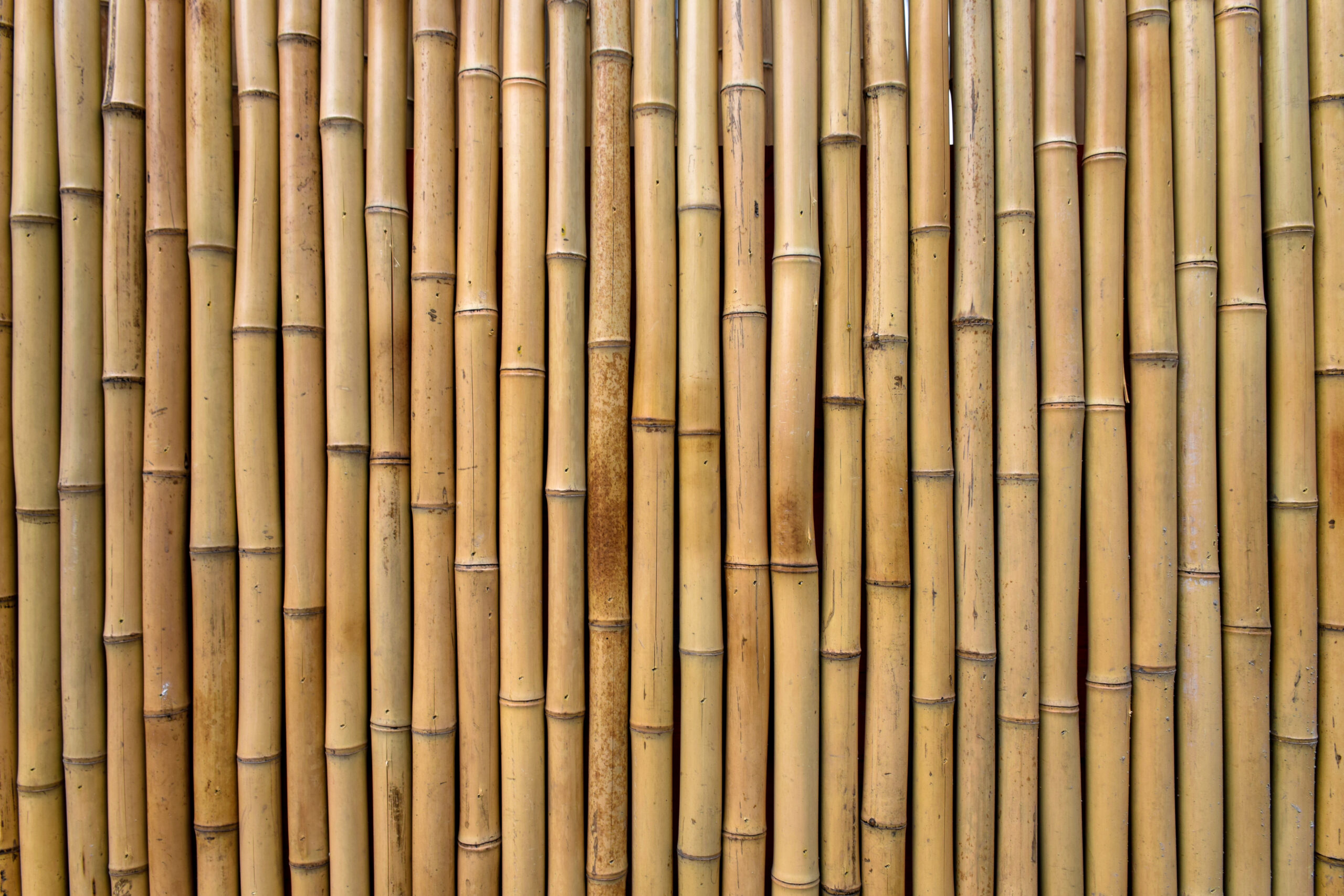 Bamboo texture scaled